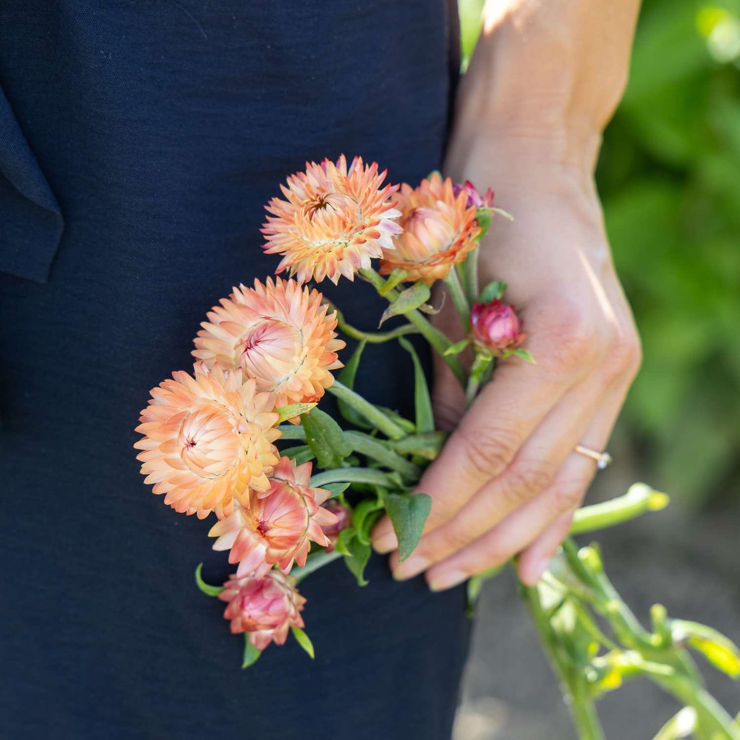 Immortelle 'Salmon rose' (graines)